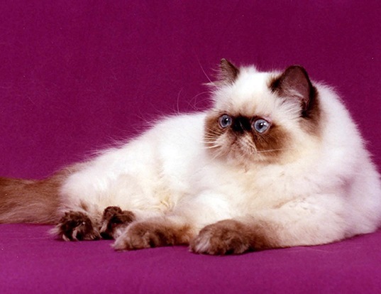 59 HQ Images Persian Cat Lifespan In India / PERSIAN KITTENS FOR SALE IN NOV 2012 BY CATS FRENZY ...