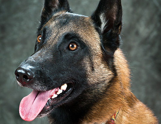 belgian malinois military harness