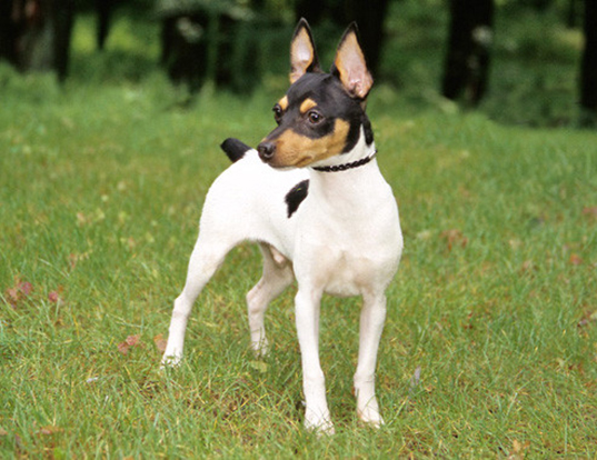 LIFE SPAN OF TOY FOX TERRIER