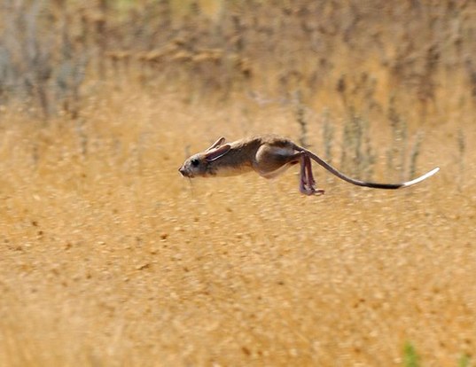 GREAT JERBOA LIFE EXPECTANCY