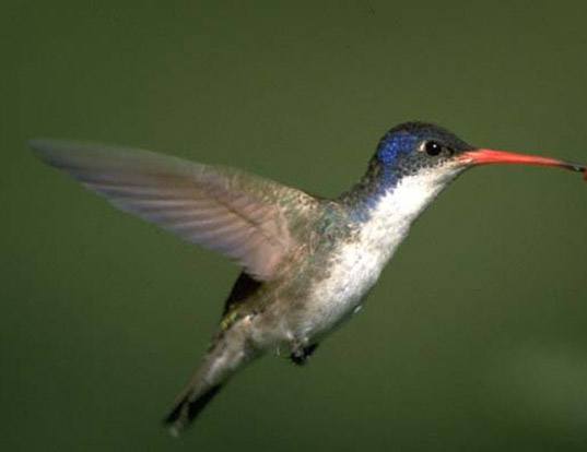 violet crowned hummingbird life expectancy violet crowned hummingbird life expectancy