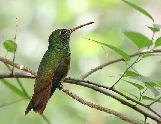 buff bellied hummingbird life expectancy buff bellied hummingbird life expectancy