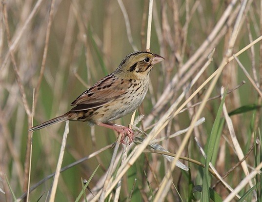 bachman s sparrow life expectancy bachman s sparrow life expectancy