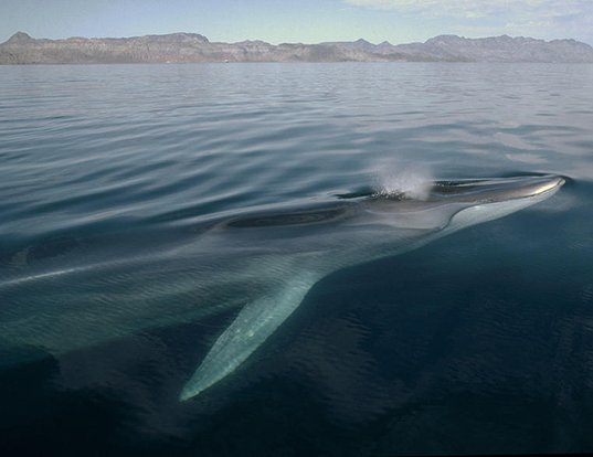 BOWHEAD WHALE LIFE EXPECTANCY