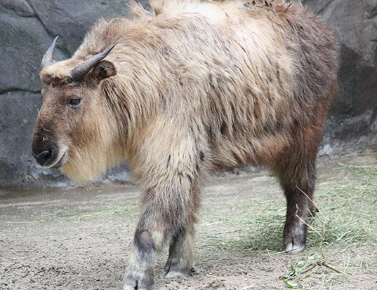 HIMALAYAN TAHR LIFE EXPECTANCY