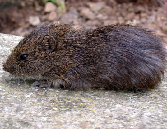 MONTANE GUINEA PIG LIFE EXPECTANCY