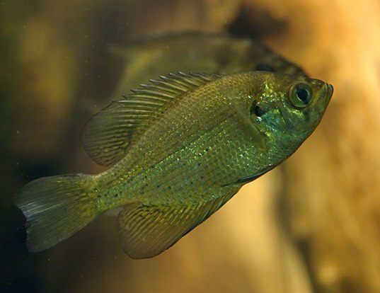 flier fish pictures
