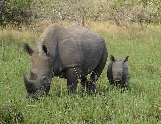 WHITE RHINOCEROS LIFE EXPECTANCY