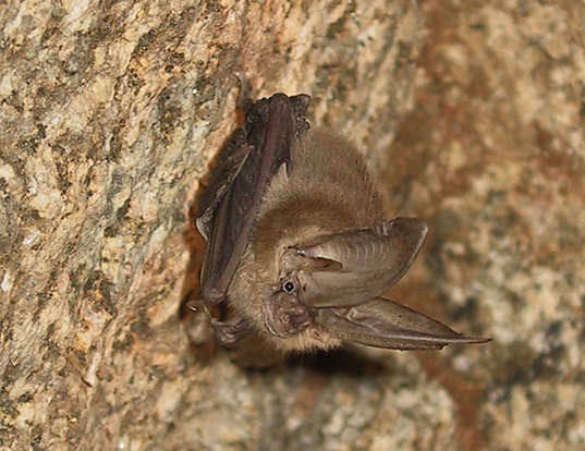 top 28 expectancy of bats california leaf nosed bat top 28 expectancy of bats california leaf nosed bat