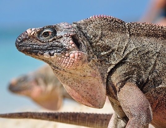 SHORTHORNED LIZARD LIFE EXPECTANCY