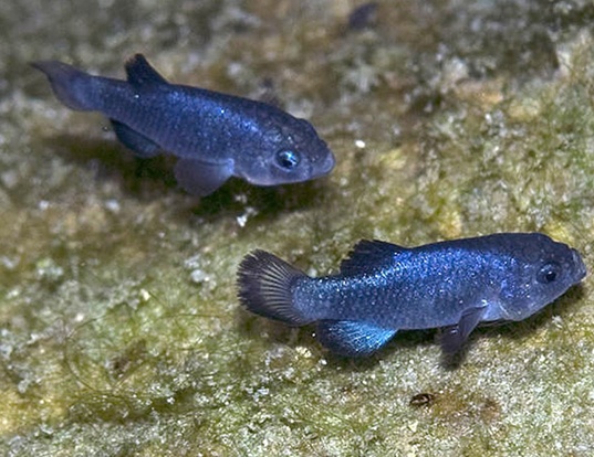 OWENS PUPFISH LIFE EXPECTANCY