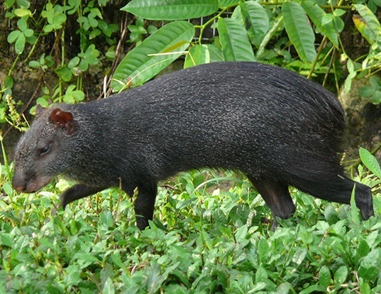 CRESTED AGOUTI LIFE EXPECTANCY