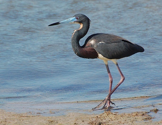 TRICOLORED HERON LIFE EXPECTANCY