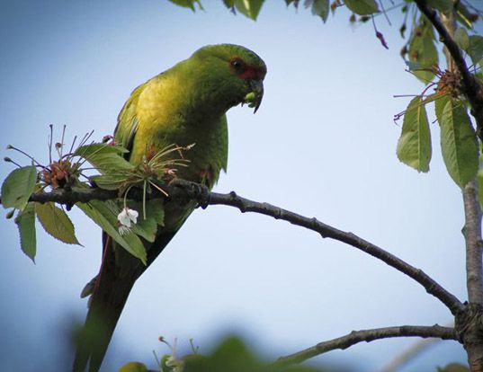 SLENDERBILLED CONURE LIFE EXPECTANCY