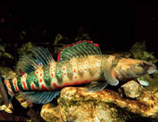 ORANGEBELLY DARTER LIFE EXPECTANCY