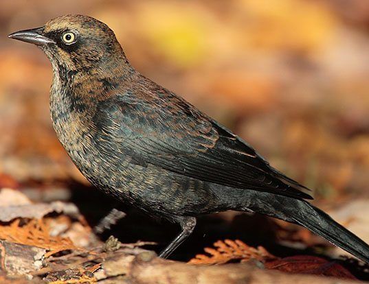 rusty blackbird life expectancy rusty blackbird life expectancy