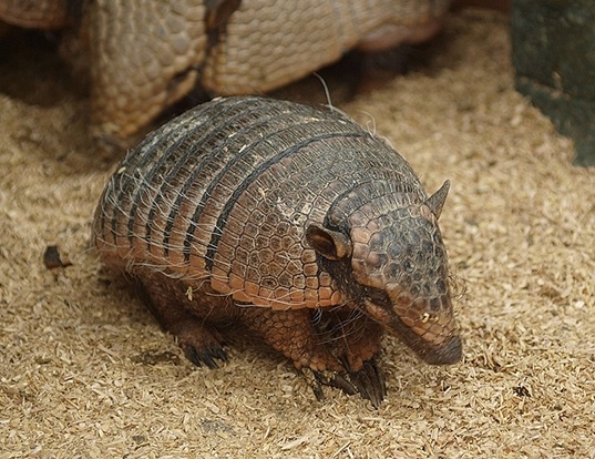 BRAZILIAN LESSER LONGNOSED ARMADILLO LIFE EXPECTANCY