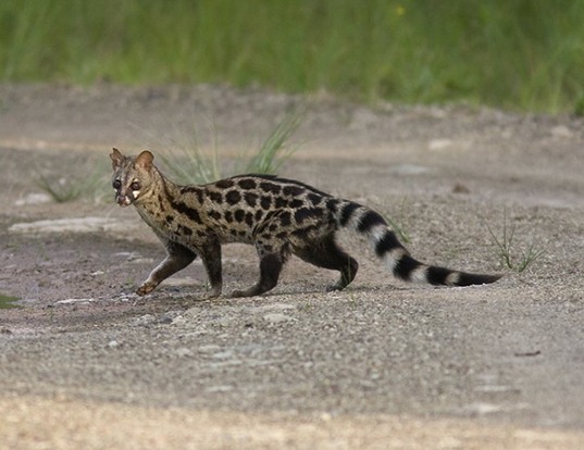 SOUTH AFRICAN LARGE-SPOTTED GENET LIFE EXPECTANCY