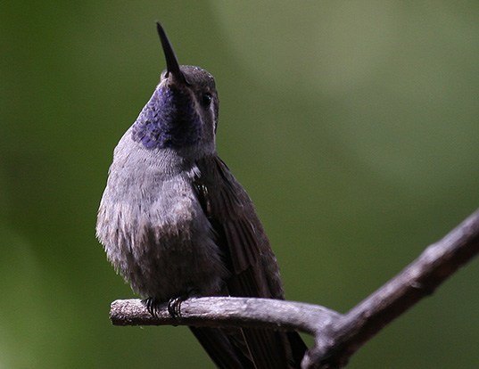 blue throated hummingbird life expectancy blue throated hummingbird life expectancy