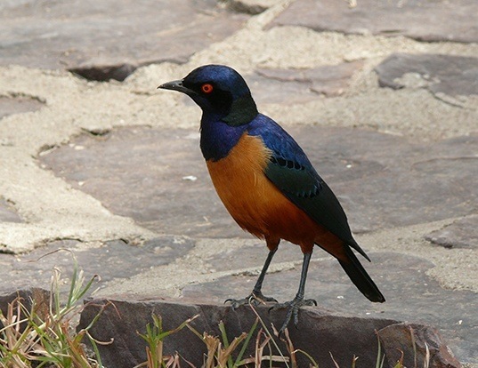 top 28 mynah bird span bali myna the cincinnati zoo top 28 mynah bird span bali myna the cincinnati zoo