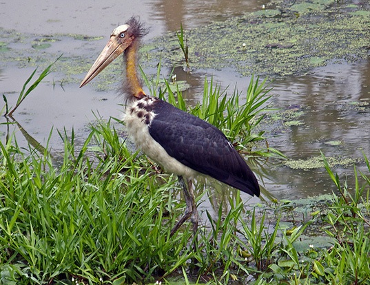 LESSER ADJUTANT LIFE EXPECTANCY