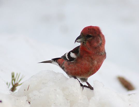 AMERICAN CROW LIFE EXPECTANCY