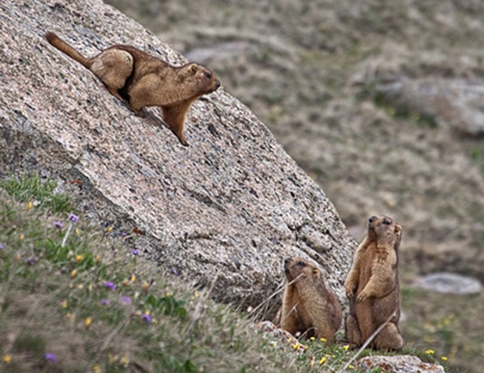 marmota-menzbieri.jpg