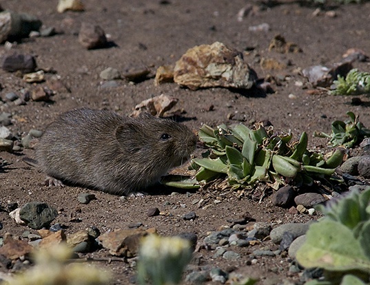 ROOT VOLE LIFE EXPECTANCY