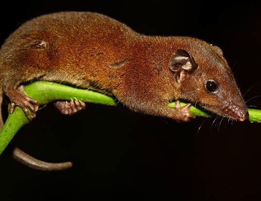 SEPIA SHORTTAILED OPOSSUM LIFE EXPECTANCY