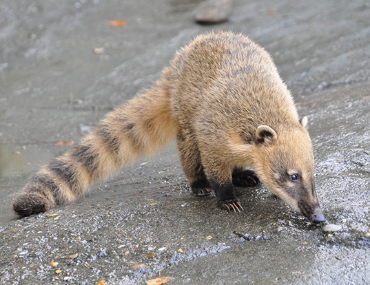 WHITE-NOSED COATI LIFE EXPECTANCY
