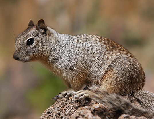 rock squirrel life expectancy rock squirrel life expectancy