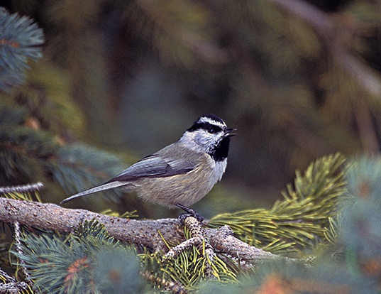 mountain chickadee life expectancy mountain chickadee life expectancy