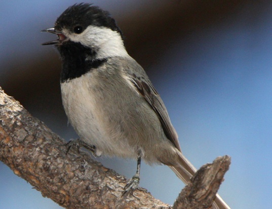 carolina chickadee life expectancy carolina chickadee life expectancy
