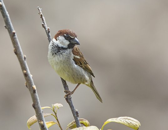 chipping sparrow life expectancy chipping sparrow life expectancy
