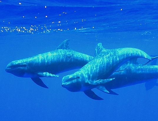 SPERM WHALE LIFE EXPECTANCY