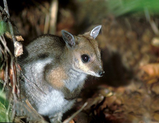 PROSERPINE ROCK WALLABY LIFE EXPECTANCY