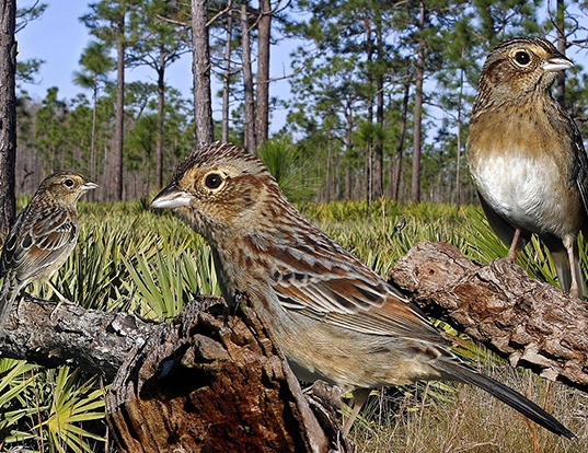bachman s sparrow life expectancy bachman s sparrow life expectancy