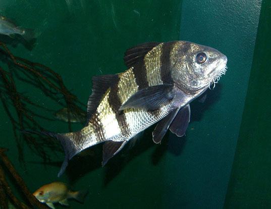 Quite good striped drum fish Agree, striped drum fish