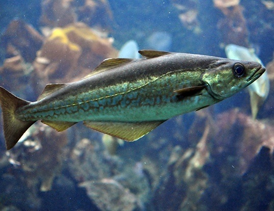 ALASKA POLLOCK LIFE EXPECTANCY