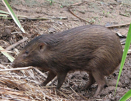 PYGMY HOG LIFE EXPECTANCY