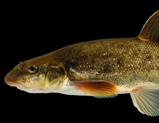 EASTERN BLACKNOSE DACE LIFE EXPECTANCY