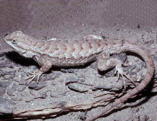eastern-fence-lizard-life-expectancy