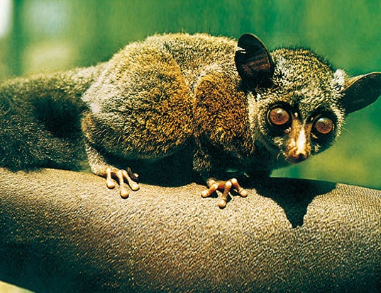 THICKTAILED GREATER GALAGO LIFE EXPECTANCY