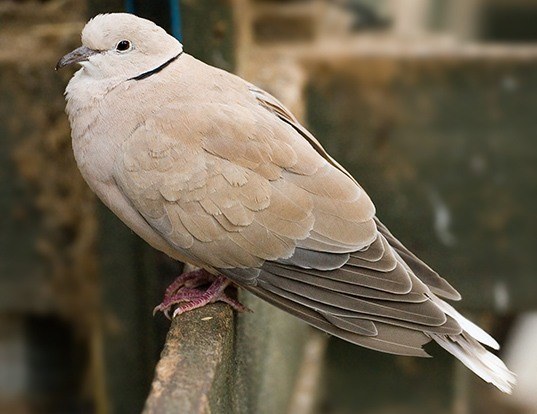 african collared dove life expectancy african collared dove life expectancy