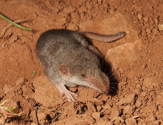 WHITETOOTHED PYGMY SHREW LIFE EXPECTANCY