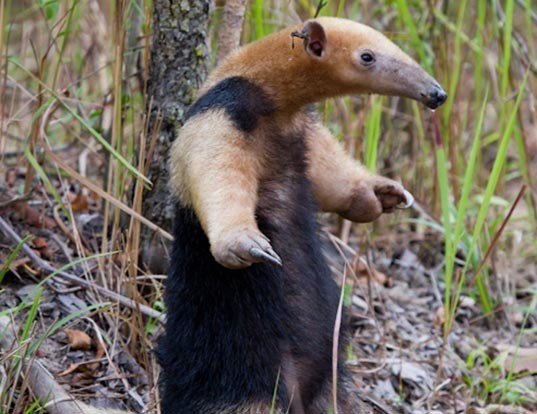 SOUTHERN TAMANDUA LIFE EXPECTANCY