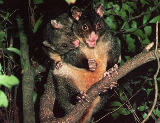 SHORTEARED BRUSHTAIL POSSUM LIFE EXPECTANCY
