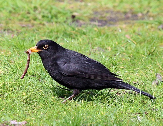eurasian blackbird life expectancy eurasian blackbird life expectancy