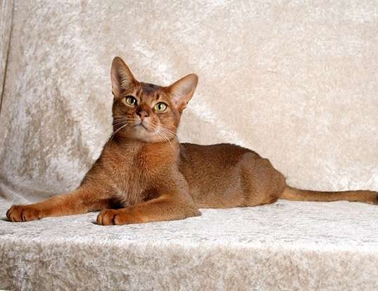 Picture of a abyssinian