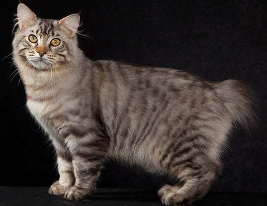 Picture of a american bobtail